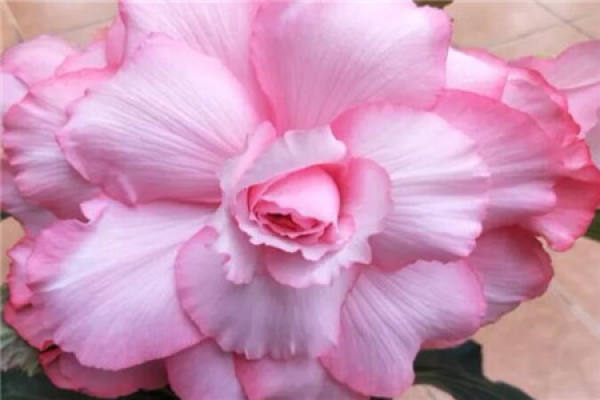 Chinese flowering crabapple