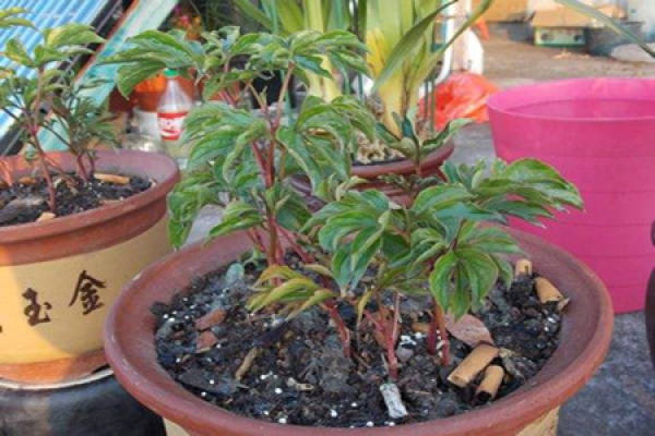 Paeonia lactiflora