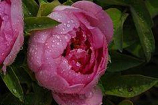 Paeonia lactiflora