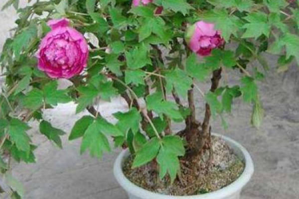 Paeonia lactiflora