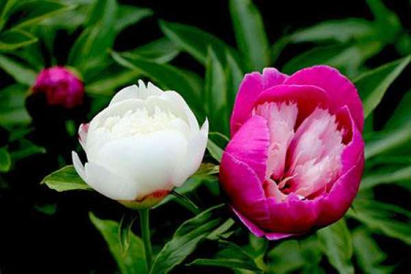 Paeonia lactiflora