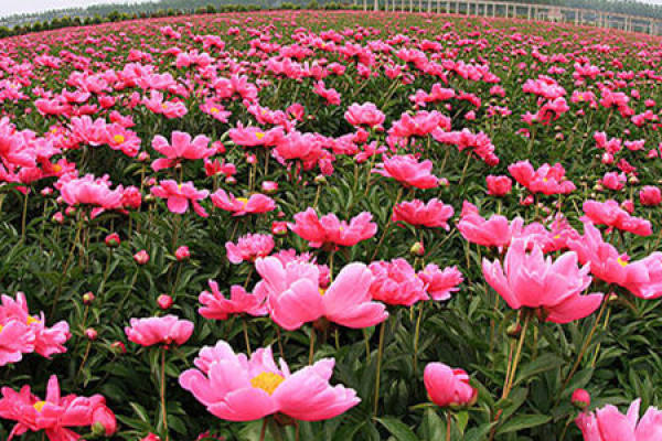Paeonia lactiflora