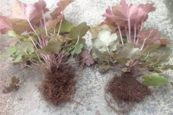 Alum Root