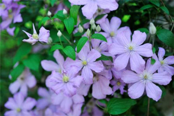Clematis