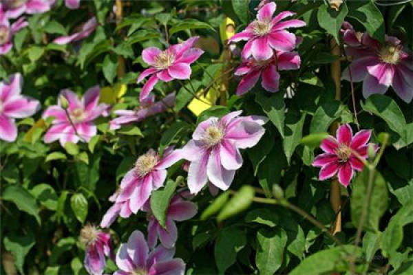 Clematis