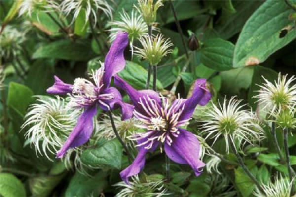 Clematis