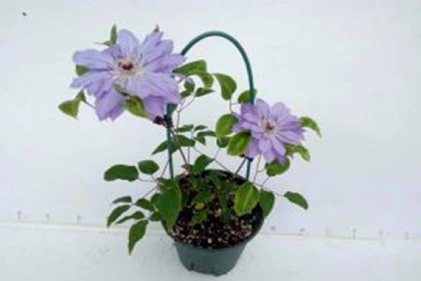 Clematis Clematis