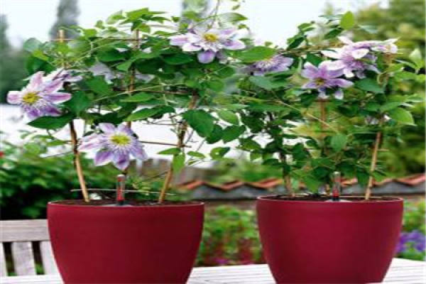 Clematis