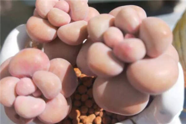 Fleshy