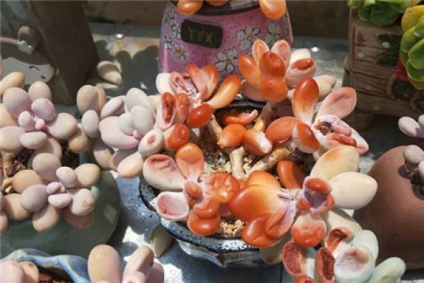 Fleshy