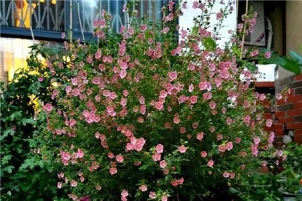 Small Hibiscus
