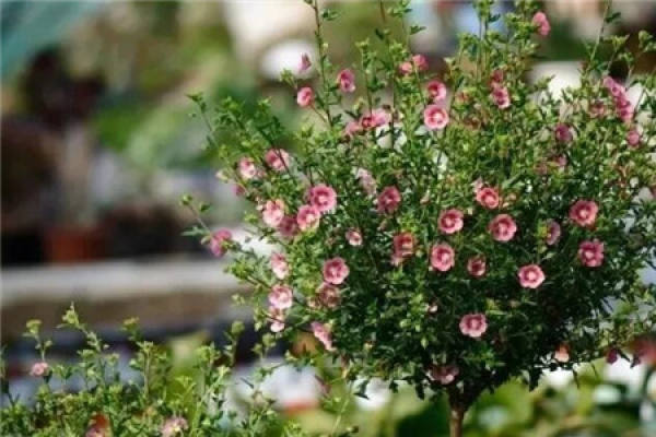 Small Hibiscus