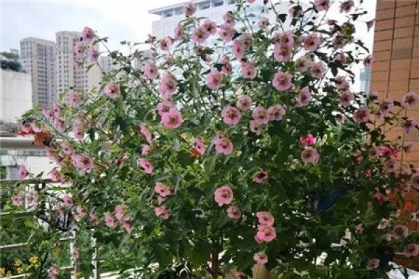 Small Hibiscus