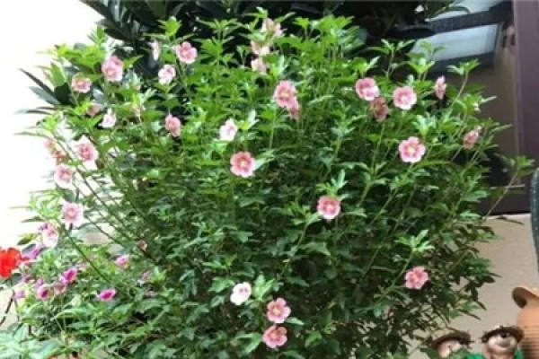 Small Hibiscus