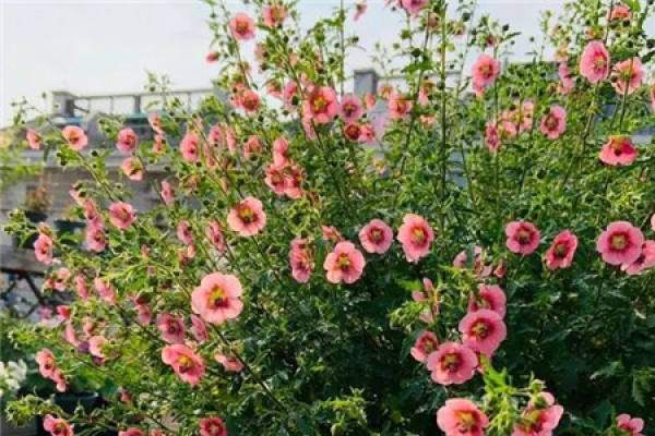 Small Hibiscus