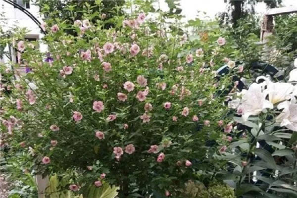Hibiscus