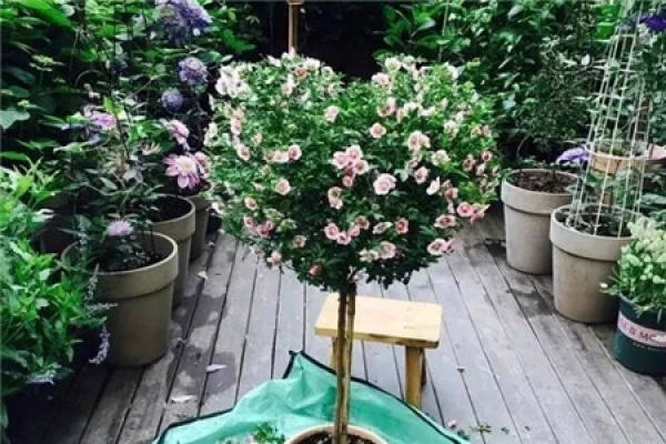 Hibiscus