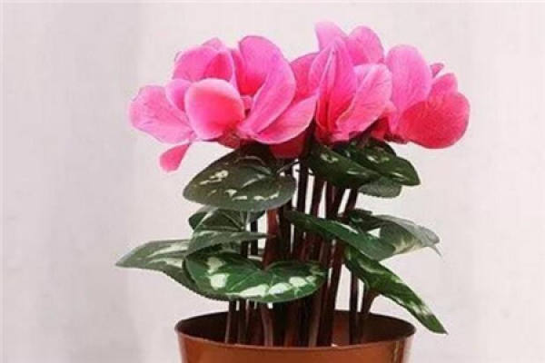Cyclamen