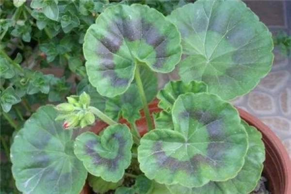 Cyclamen