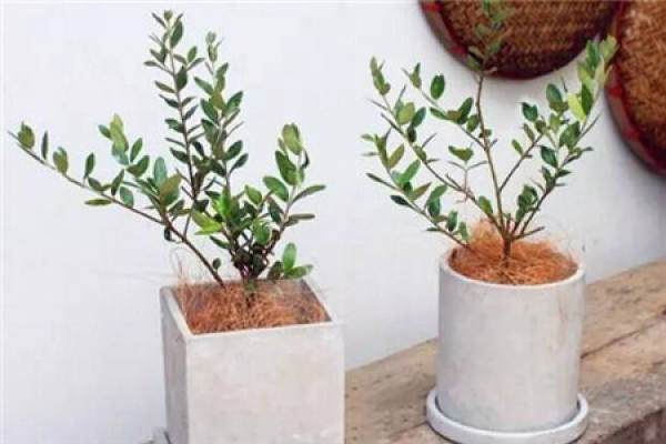 Large Green Planting