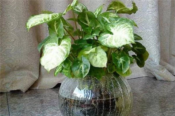 Large Green Planting