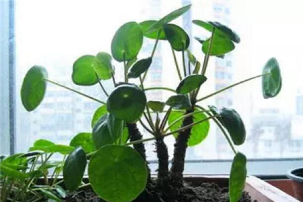 Large Green Planting