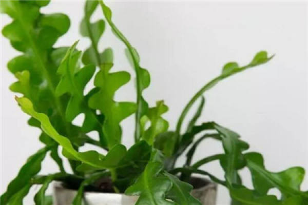 Large Green Planting