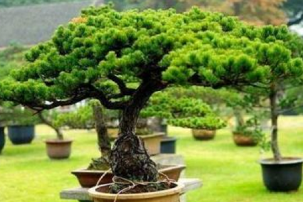 Cedar Bonsai