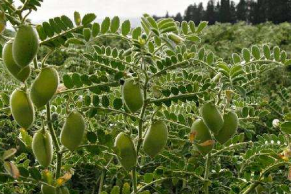 Chickpea