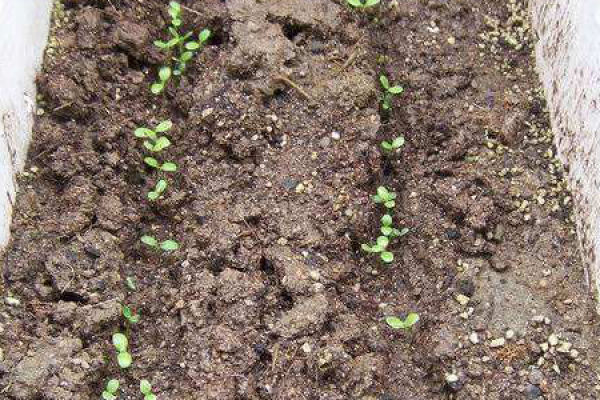 soil
