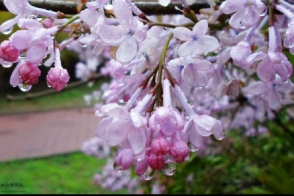 jade Syringa jade Syringa