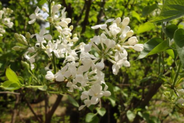 jade Syringa jade Syringa