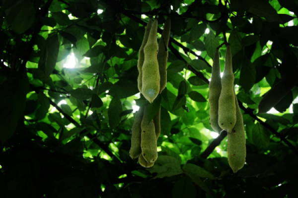 Gleditsia sinensis