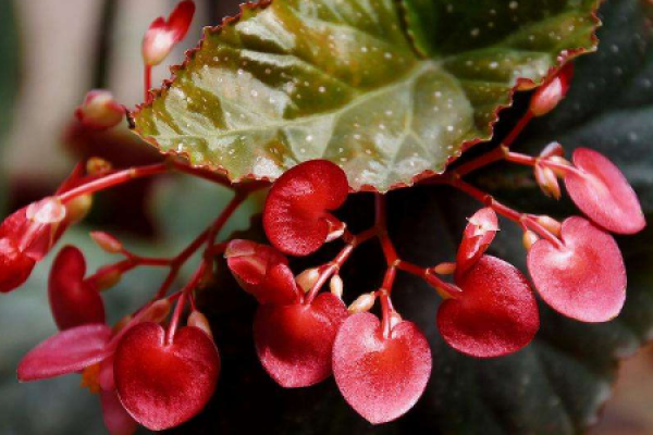 Begonia in bamboo Festival