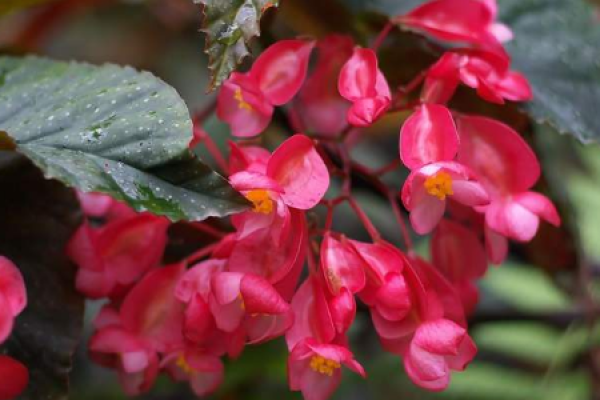 Begonia japonica