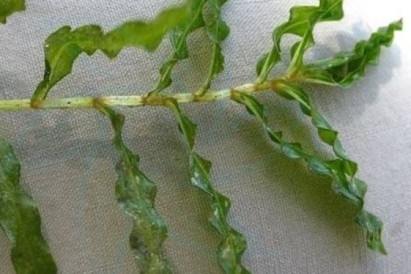 Potamogeton crispus