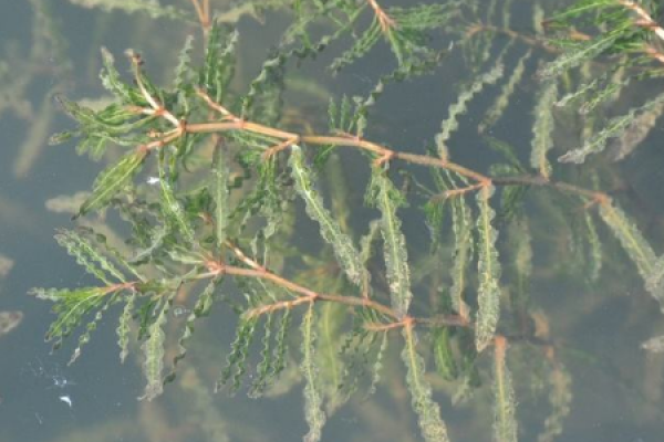 Potamogeton crispus