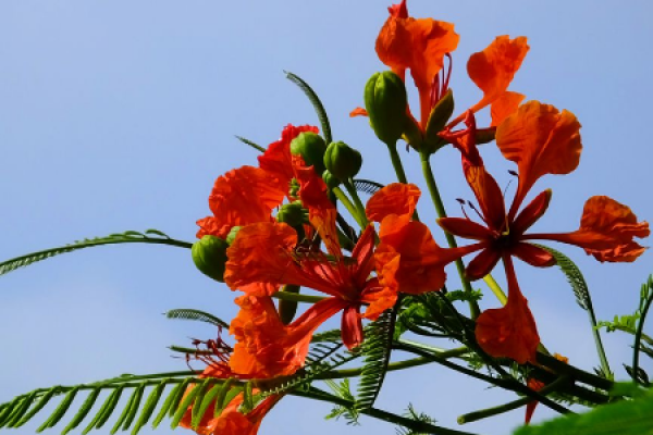 Phoenix flower