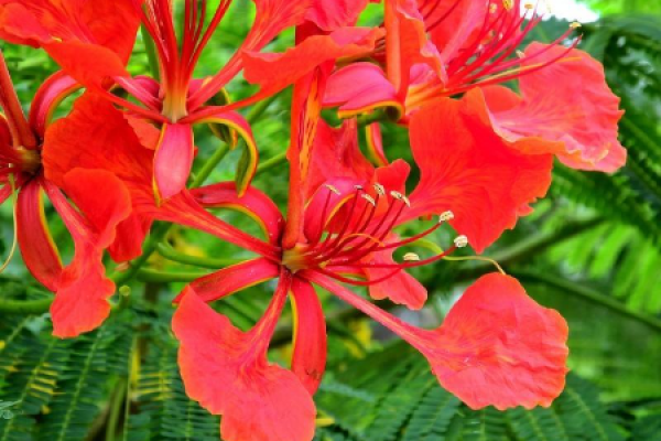 Phoenix Flower