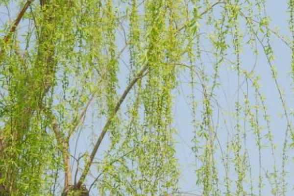 Willow