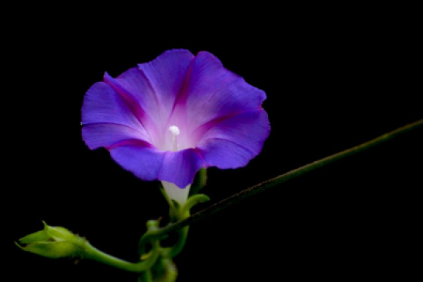 evening flower