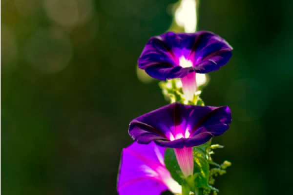 evening flower