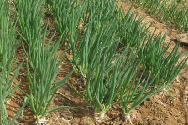 soil