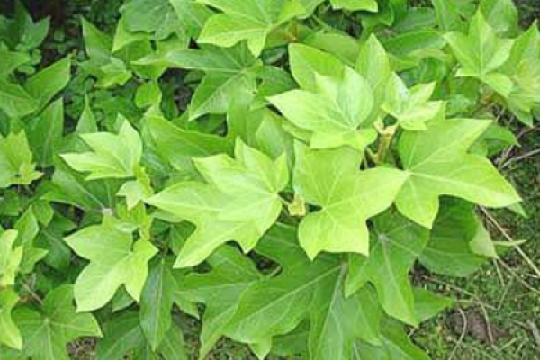 Xiong Zhang Mu Xiong Zhang Mu