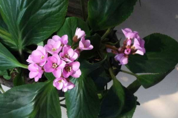 Bergenia purpurata