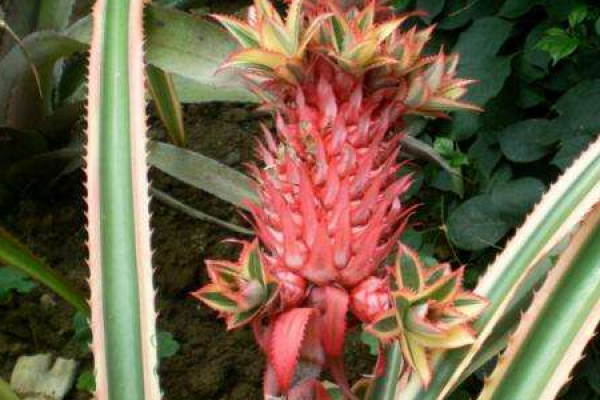 pineapple