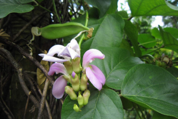Kudzu