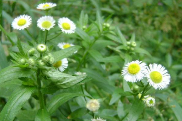 Herba Erigerontis