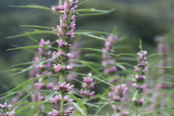 Herba Leonuri