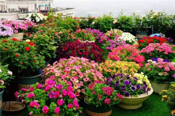 Balcony Flower Sea